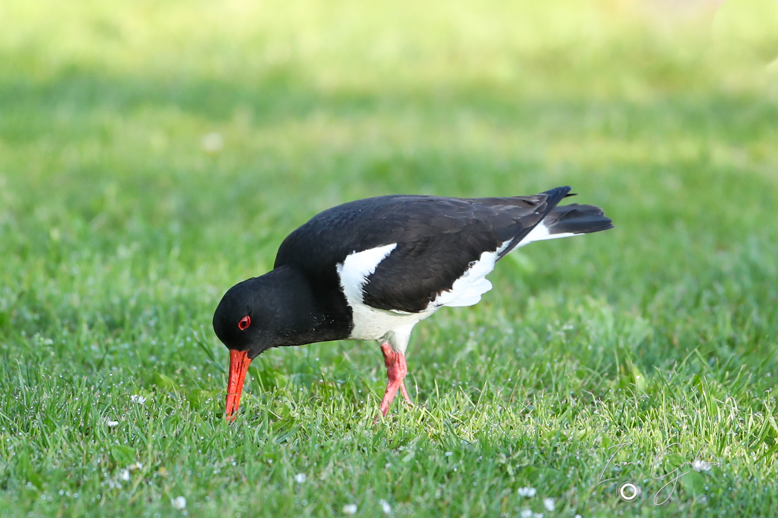 1DX46621 09 juni 2022 0652 44